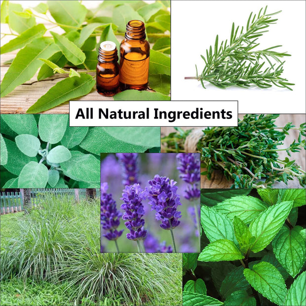 Makes 6+ Litres of Insect & Bug Repellent Spray. Home, Garden, Plants, Flowers & Crops. Tried & Trusted Humane Natural Blend of PMD, Peppermint, Rosemary, Thyme, Citronella, Sage & Lavender Oil.